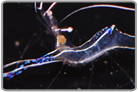 Pederson Cleaner Shrimp